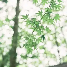 微信头像风景或花草高清图片2018最新并不是所有人都懂得珍惜