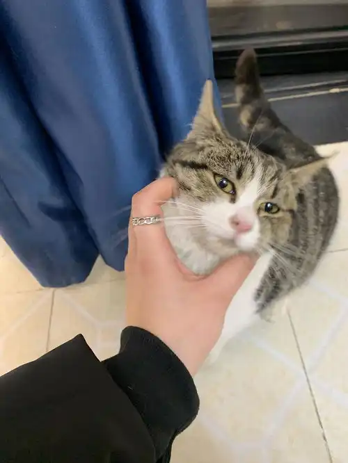 静安寺超乖的小狸花猫求带走
