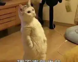 那些用宠物做头像的人是什么心态来看看主人的答案