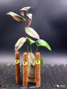 上等古巴雪茄的七大特征