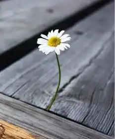 五行喜木喜金者的幸运方位