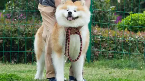 傻笑狗秋田犬小蛋卷儿让笑就笑真没原则