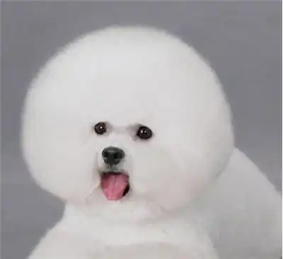 低价销售出售超可爱小体卷毛比熊犬保证健康