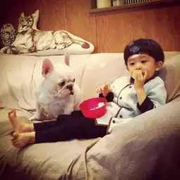巨型斗牛犬真的可以和婴儿相处,甚至照顾婴儿