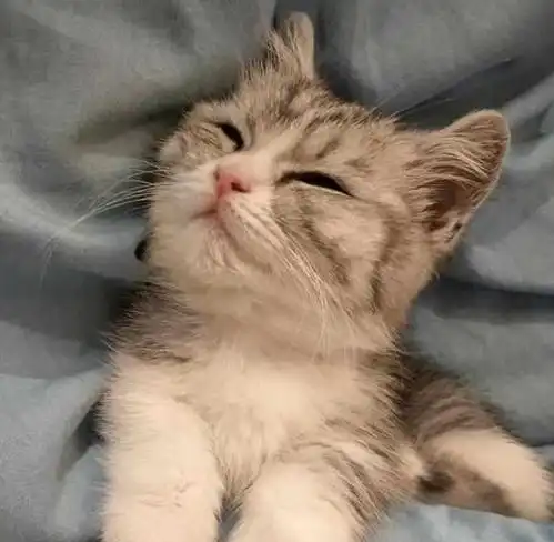 男人不养猫,女人不养狗,养猫的男生是娘炮我们都错了