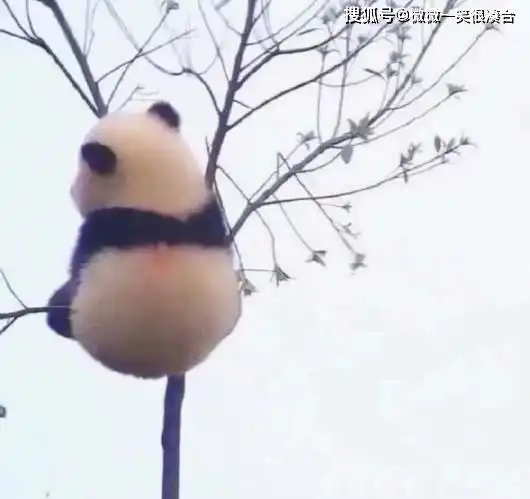 每次见到我就象心里有个小兔子到处乱撞