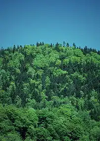 树林美景郊野风景素材绿色树木植物森林图片