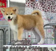 黄页88高清图片