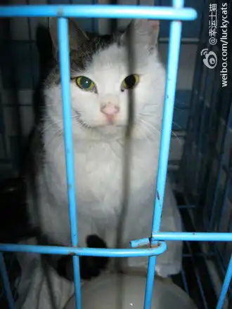 我们是幸运土猫的广播