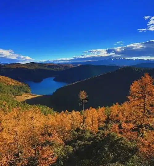 送你6花6蝶6鸟6景6曲6诗,太美太漂亮了