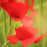 真实花卉花朵景色头像唯美风景头像微信头像图片大全