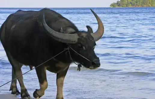 属蛇人跟啥生肖有缘分,琴瑟和鸣,相伴到老,婚后家庭兴旺属相婚姻生肖蛇生肖牛生肖羊生肖鸡四大生肖网易订阅