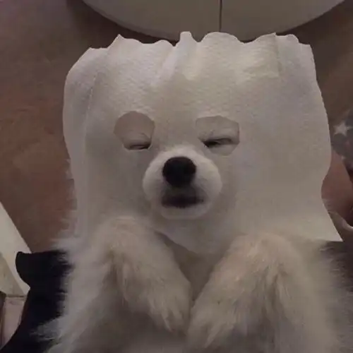 爱情是个让时光熏染的轮回,是野春风又来,山茶花再开束缚