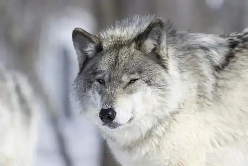 惊险三儿媳松江雪道单身徒手捉活狼,以活狼血揭穿大嫂阴谋