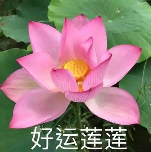 做律师以后,你失去头像自由了吗
