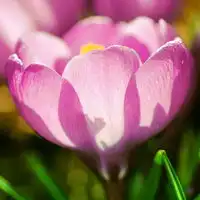 唯美的树叶微信头像