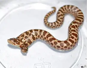 接福了,最有福分的三大生肖