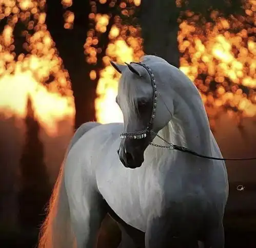 爱游戏体育app官网登录入口v5.0.15官方网站200132226920392325932449420449208442024721495