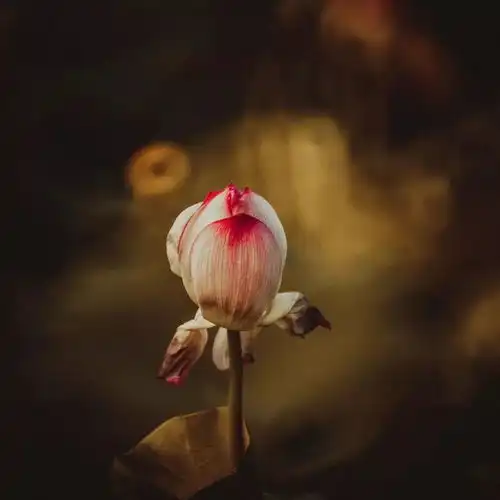 夜听2020年12月15日