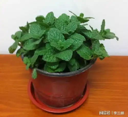 种薄荷一个小窍门,一枝种一盆,一盆变多盆,茂盛又漂亮