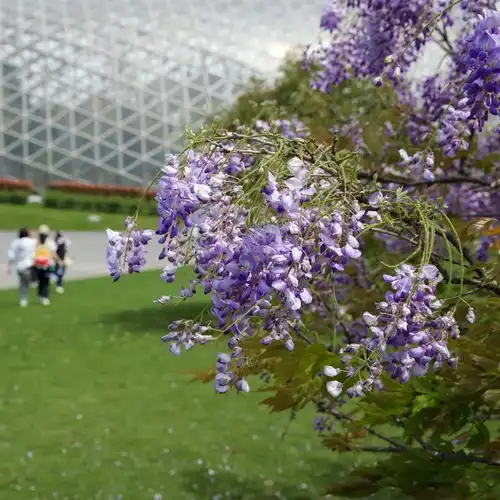 角堇金鱼草喜林草辰山植物园各色花卉缤纷多彩