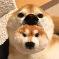 搞笑狗头情侣头像高清微信头像图片大全