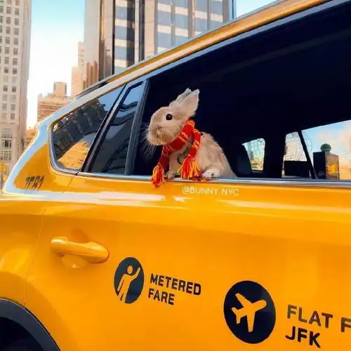 可爱到犯规的小动物头像很浪漫的神仙句子