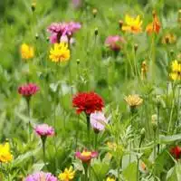 中国最美山水风景图片花草头像微信头像图片大全