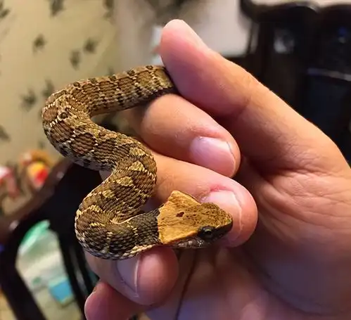 四川网友拍到有牛角的蛇曾现身凉山,专家不存在天青牛蟒