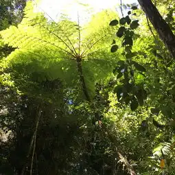 2018库兰达热带雨林公园门票,凯恩斯库兰达热带雨林公园游玩攻略,库兰达热带雨林公园游览攻略路线地址门票价格