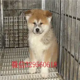 绍兴秋田犬多少钱纯种秋田出售秋田犬价格秋田犬图片