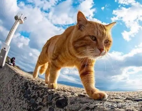 这几种猫,才是真正的招财猫,好好珍惜