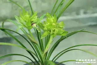 余蝴蝶5苗1花