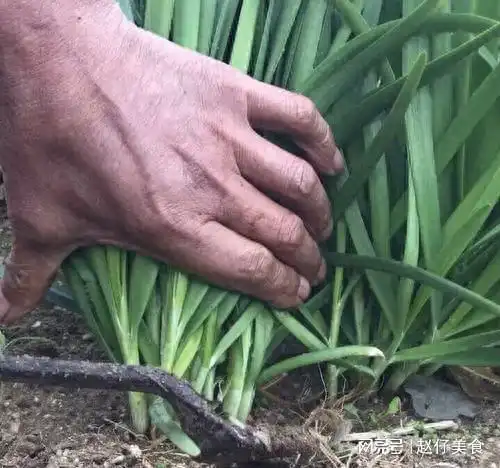 全国各地都种韭菜,那么我国哪里盛产韭菜这10个地方了解一下
