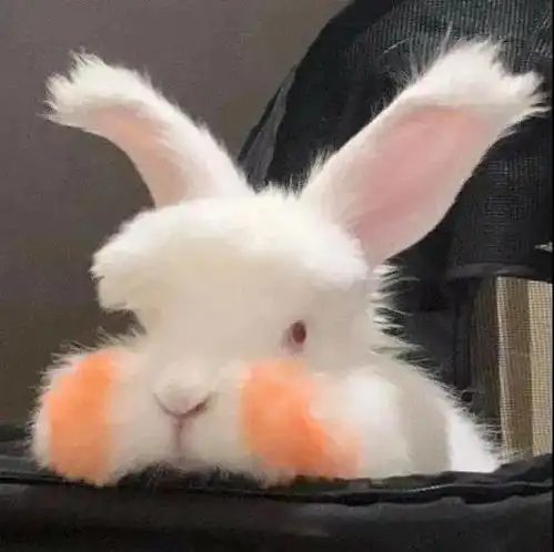 100张微信头像,5大系列任你挑选