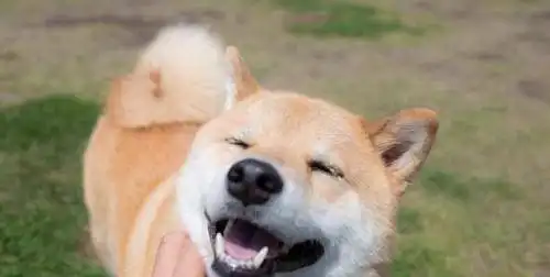 为什么国内不准养秋田犬