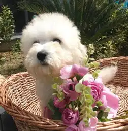 品相出众纯种比熊犬健康有保障,签协议保90天