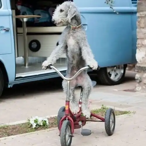 男童三轮车被抢,家长知道后握拳找其算账,看到这一幕笑得直流泪