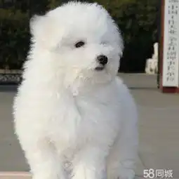 狗宠物狗交易,价格,发布信息第268页网上114