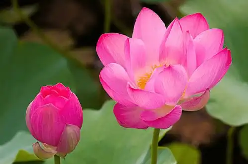 心胸宽广和气的3大生肖男,成熟稳重又上进,注定一生钱财不断