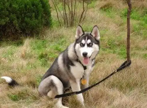 哈士奇拆家上瘾,将其送回乡下,几天家里发来照片让我笑喷