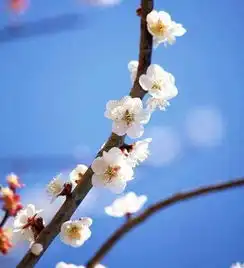 魅力四射追求者超多的生肖女,每个男人都为她神魂颠倒,桃花不断