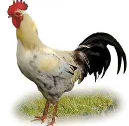 1981年属什么生肖