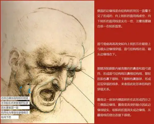 正确认识头部骨点和肌肉位置名称,让你素描头像绘画更得心应手