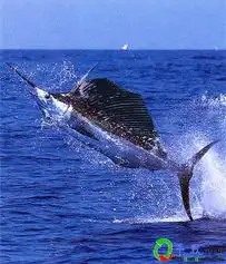 音乐人吧海洋鱼类图片欣赏犹如聆听一首首轻音乐