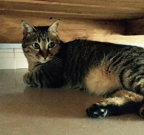 猫咪百科中国狸花猫