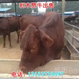 河池市养牛去哪儿买牛-黄页88网