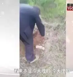 荒坡被活埋男婴系死而复生爷爷现身是双胞胎更多细节令人泪目