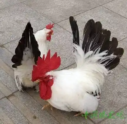 送你漂亮的花公鸡,代表2017一整年的福气,快打开看看