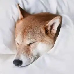 趣闻美国柴犬靠穿男装,月收入近9万